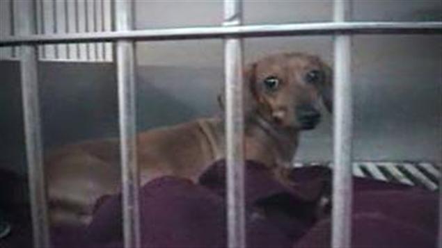 Un chien dans la fourrière privée, le Berger Blanc, filmé en caméra caché. Un chien dans la fourrière privée, le Berger Blanc, filmé en caméra caché.