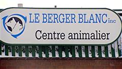 Berger blanc Berger blanc