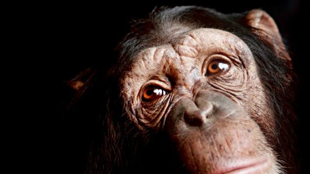 Un chimpanzé Un chimpanzé