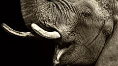 Éléphant Éléphant