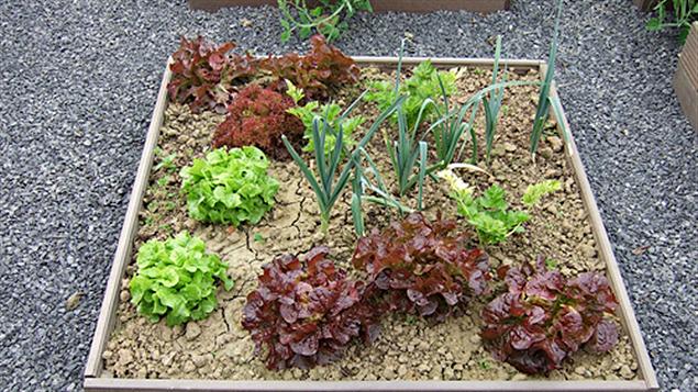 Potager Potager