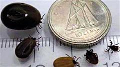 Des tiques Des tiques