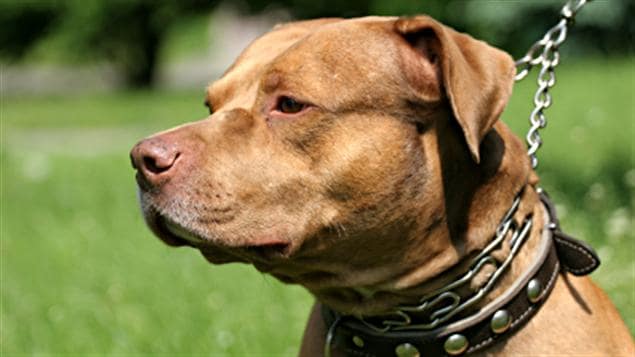 Un pitbull Un pitbull