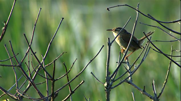 Près de 300 espèces d'oiseaux sont répertoriés dans l'Atlas des oiseaux nicheurs Près de 300 espèces d'oiseaux sont répertoriés dans l'Atlas des oiseaux nicheurs