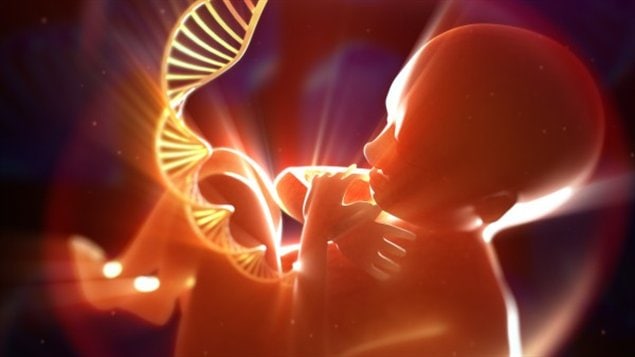 Un foetus Un foetus