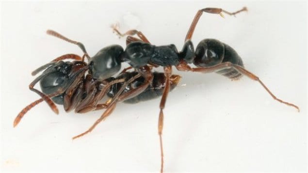 Pachycondyla chinensis Pachycondyla chinensis