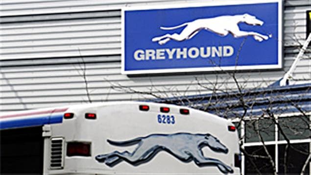 Greyhound Greyhound