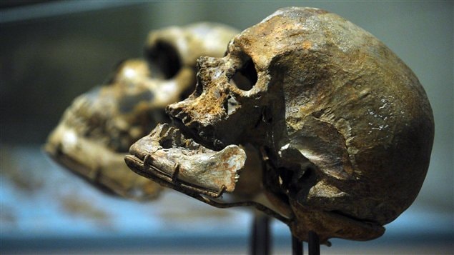 Un crâne d'homo sapiens conservé au Musée national d'histoire naturelle à Washington, aux États-Unis Un crâne d'homo sapiens conservé au Musée national d'histoire naturelle à Washington, aux États-Unis