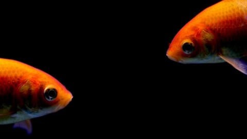 Des poissons rouges Des poissons rouges