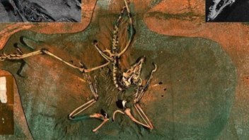 Le fossile d'un archéoptéryx Le fossile d'un archéoptéryx