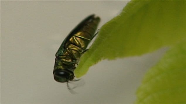 L'agrile du frêne L'agrile du frêne