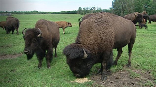 bisons bisons