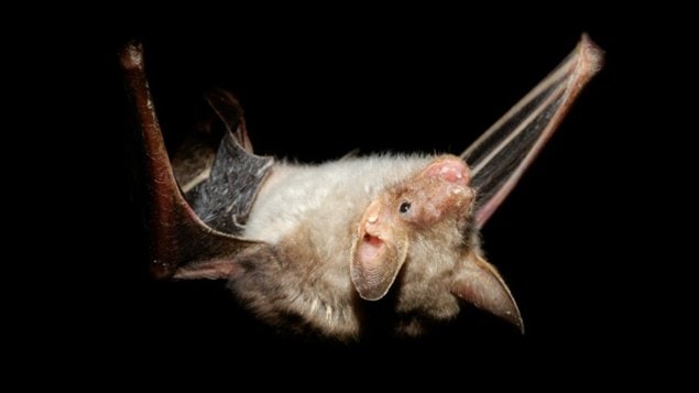 Une chauve-souris vampire Une chauve-souris vampire