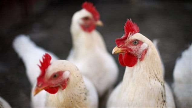Coq Coq
