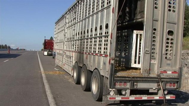La centaine de veaux qui prenaient place dans ce semi-remorque se sont retrouvés en liberté sur la 401. La centaine de veaux qui prenaient place dans ce semi-remorque se sont retrouvés en liberté sur la 401.