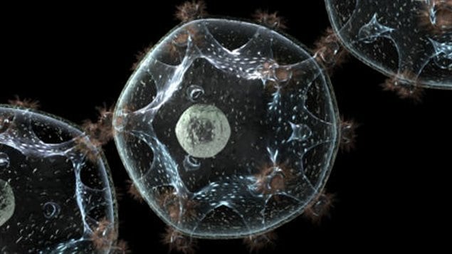 Le virus du VIH Le virus du VIH