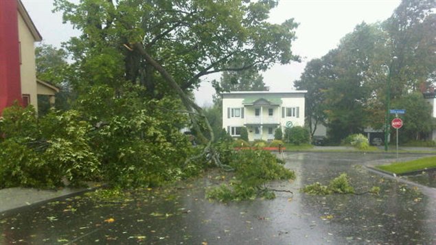 Des arbres ont été endommagés à Sherbrooke, comme ici, rue Walton. Des arbres ont été endommagés à Sherbrooke, comme ici, rue Walton.