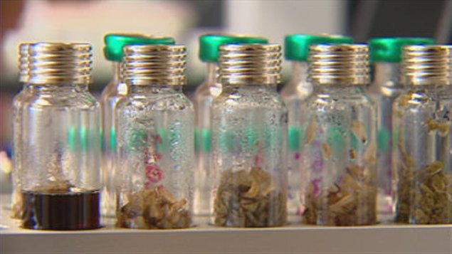 Des extraits de sapin baumier au laboratoire LASEVE Des extraits de sapin baumier au laboratoire LASEVE