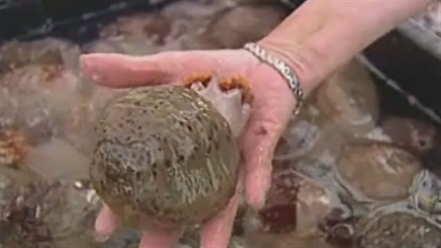 concombre de mer concombre de mer