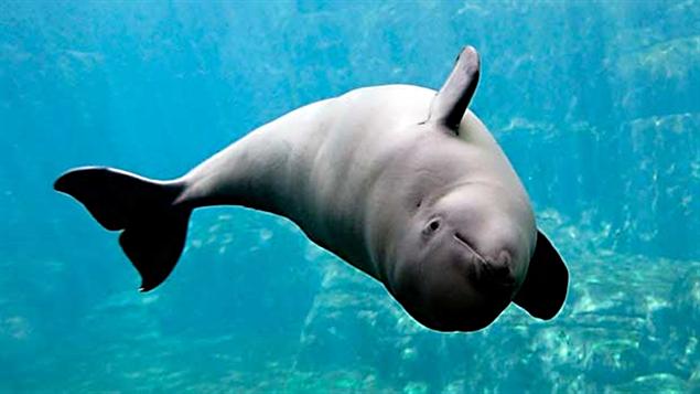 deces tiqa aquarium