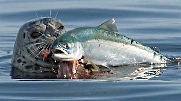 Îles-de-la-Madeleine : Une Chasse Sportive Aux Phoques Gris à L'automne ...