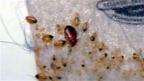 Les nymphes sont claires et pratiquement translucides. Lorsqu'elles deviennent adultes, elles sont de plus en plus foncées et opaques. Elles peuvent à cette étape ressembler aux pépins d'une pomme. Les nymphes sont claires et pratiquement translucides. Lorsqu'elles deviennent adultes, elles sont de plus en plus foncées et opaques. Elles peuvent à cette étape ressembler aux pépins d'une pomme.