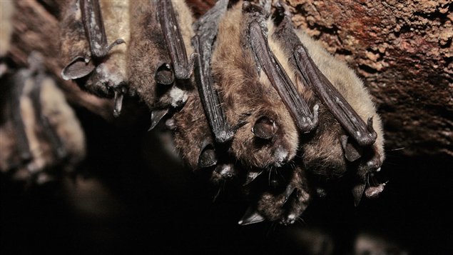 Des chauves-souris touchées par le syndrome Des chauves-souris touchées par le syndrome