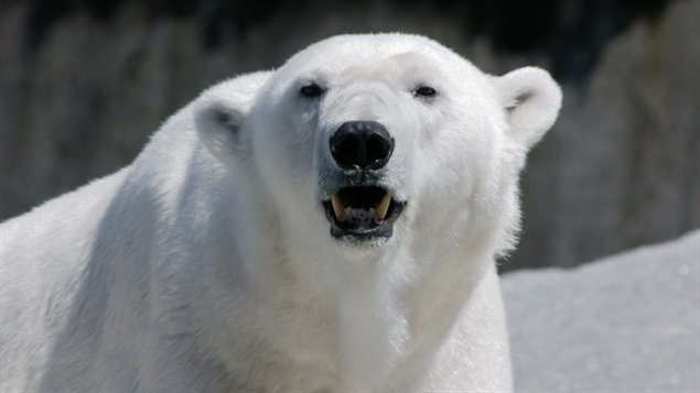 Un ours polaire Un ours polaire