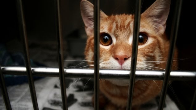 Un chat en cage Un chat en cage