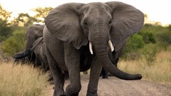 Un éléphant d'Afrique Un éléphant d'Afrique