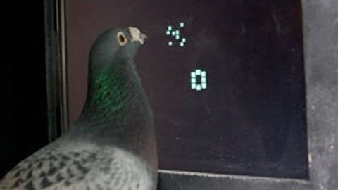 Un pigeon participe à l'expérience Un pigeon participe à l'expérience