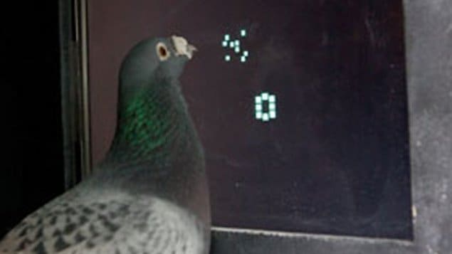 Un pigeon participe à l'expérience Un pigeon participe à l'expérience
