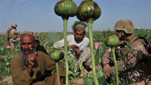 Un militaire américain spécialiste de la lutte antidrogue interroge des cultivateurs de pavot dans le Helmand. Un militaire américain spécialiste de la lutte antidrogue interroge des cultivateurs de pavot dans le Helmand.