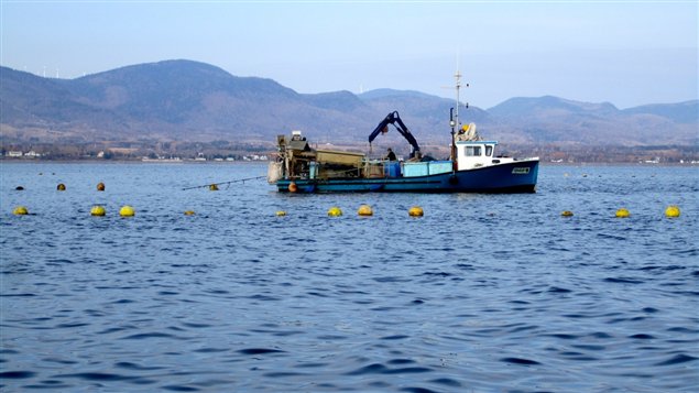 Les éleveurs de moules doivent protéger leur production contre les canards de mers. Les éleveurs de moules doivent protéger leur production contre les canards de mers.