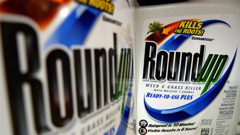 Des mauvaises herbes résistantes aux herbicides ont été découvertes au Québec. Des mauvaises herbes résistantes aux herbicides ont été découvertes au Québec.