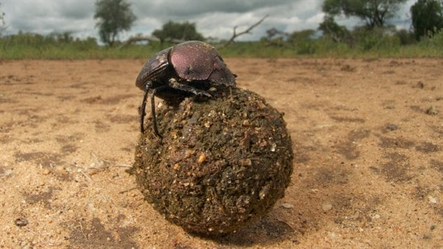 Un bousier et sa boule Un bousier et sa boule