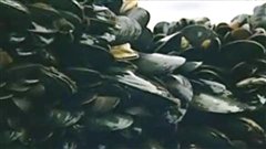 Moules Moules