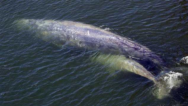 Baleine grise Baleine grise