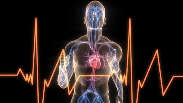 Le rythme cardiaque Le rythme cardiaque