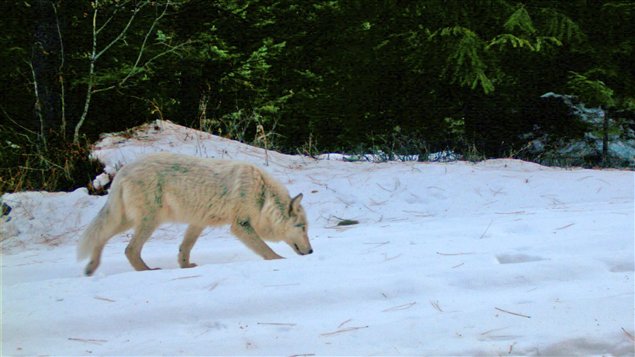 Un loup photographié dans une forêt de l'Orégon. Un loup photographié dans une forêt de l'Orégon.