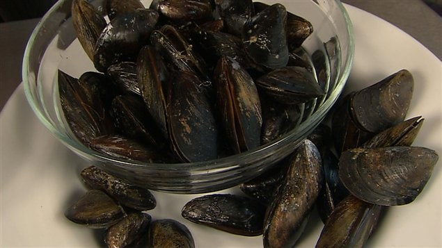 Notre produit vedette cette semaine, les moules! Notre produit vedette cette semaine, les moules!