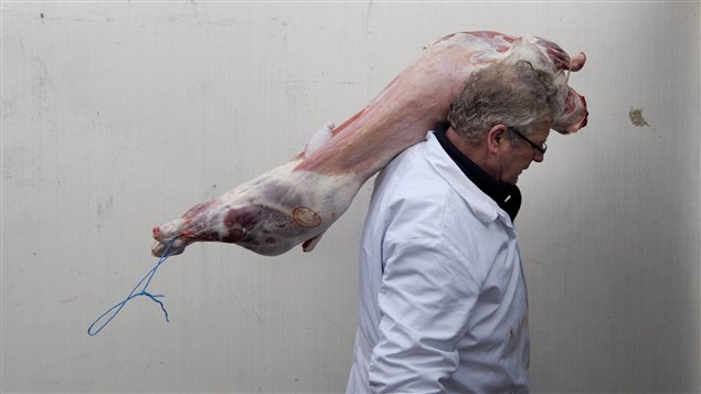 Un agneau destiné au marché halal. Un agneau destiné au marché halal.