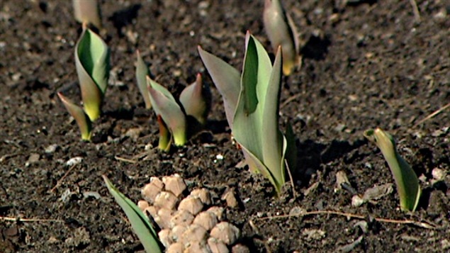 Les tulipes pointent déjà, en raison du temps particulièrement doux. Les tulipes pointent déjà, en raison du temps particulièrement doux.
