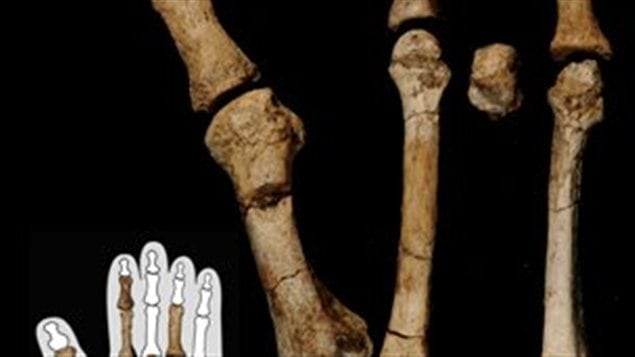 Les ossements fossilisés Les ossements fossilisés