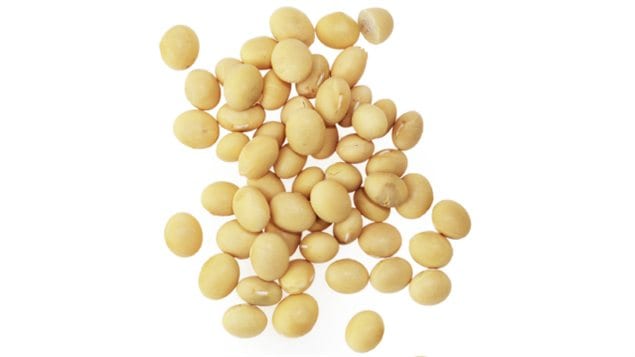 Des graines de soya Des graines de soya