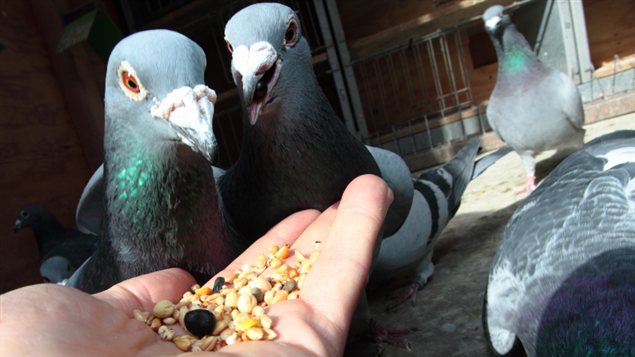 Des pigeons voyageurs Des pigeons voyageurs