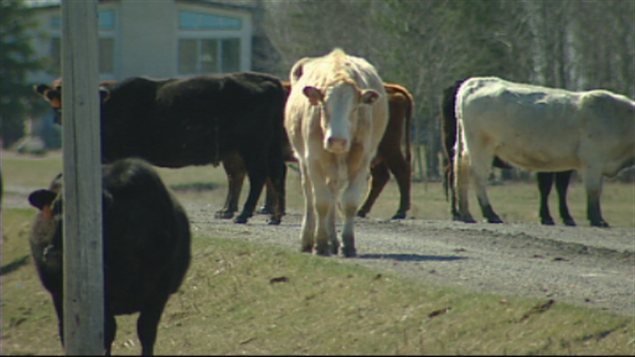 Des boeufs à Stonewall, au Manitoba Des boeufs à Stonewall, au Manitoba