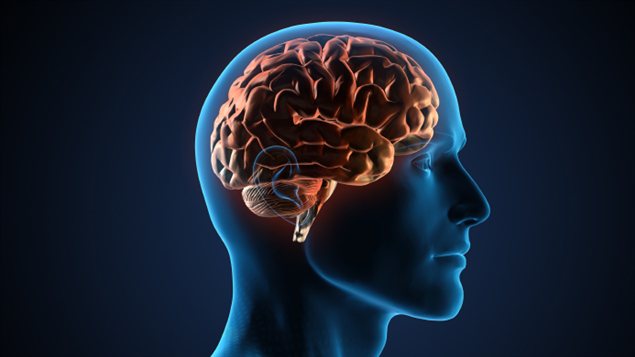 Représentation du cerveau humain Représentation du cerveau humain