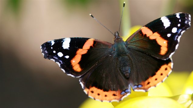 Un papillon vulcain Un papillon vulcain