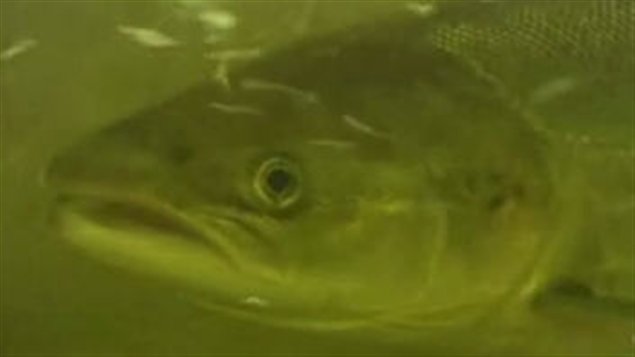 Un saumon d'Atlantique Un saumon d'Atlantique